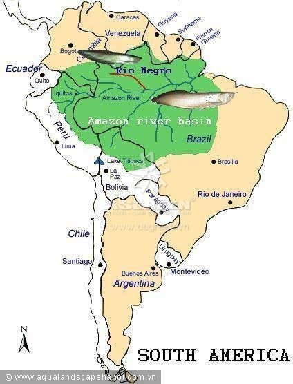 Địa bàn phân bố tự nhiên của cá ngân long: lưu vực sông Amazon (vùng màu xanh) và các nước Guyana, French Guyana ở phía Đông Bắc. Cá hắc long chỉ phân bố trong nhánh sông Negro.