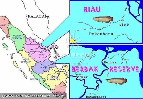Địa bàn phân bố tự nhiên của loài kim long hồng vĩ : vùng Pekanbaru, tỉnh Riau và khu bảo tồn Berbak, tỉnh Jambi.