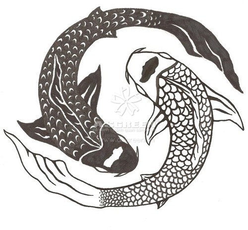 Cá chép Koi thường được nuôi theo cặp tượng trưng cho Âm - Dương hòa hợp