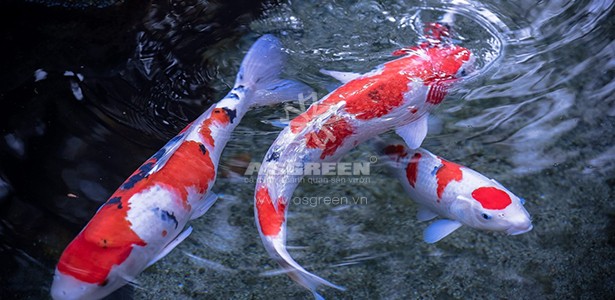 koi-carp-fish