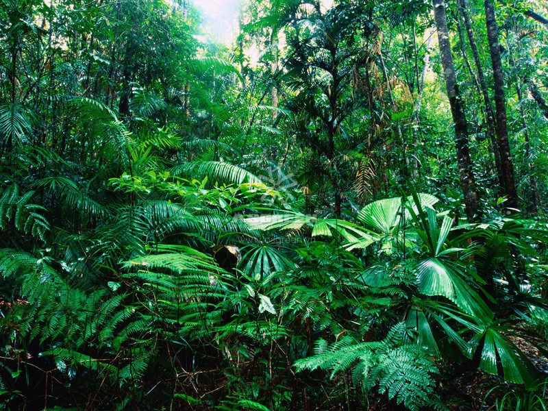 Cảnh quan rừng mưa nhiệt đới - cảnh quan là gì