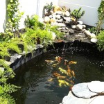 Hồ cá Koi là công trình tuyệt vời trong sân vườn