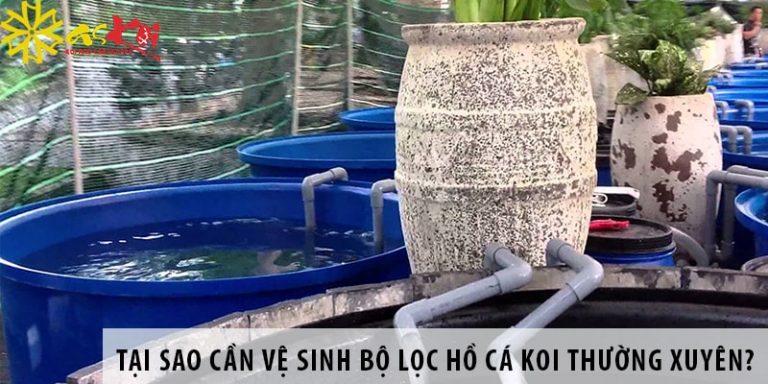 Tại sao cần vệ sinh bộ lọc hồ cá Koi thường xuyên?