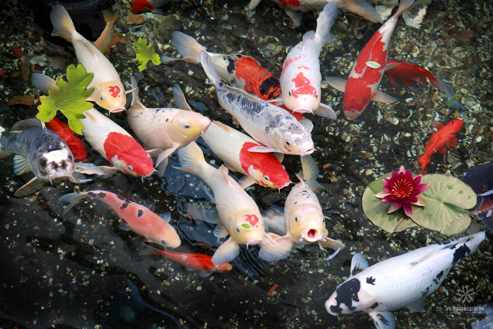 Collection of beautiful Koi fish images that should not be missed